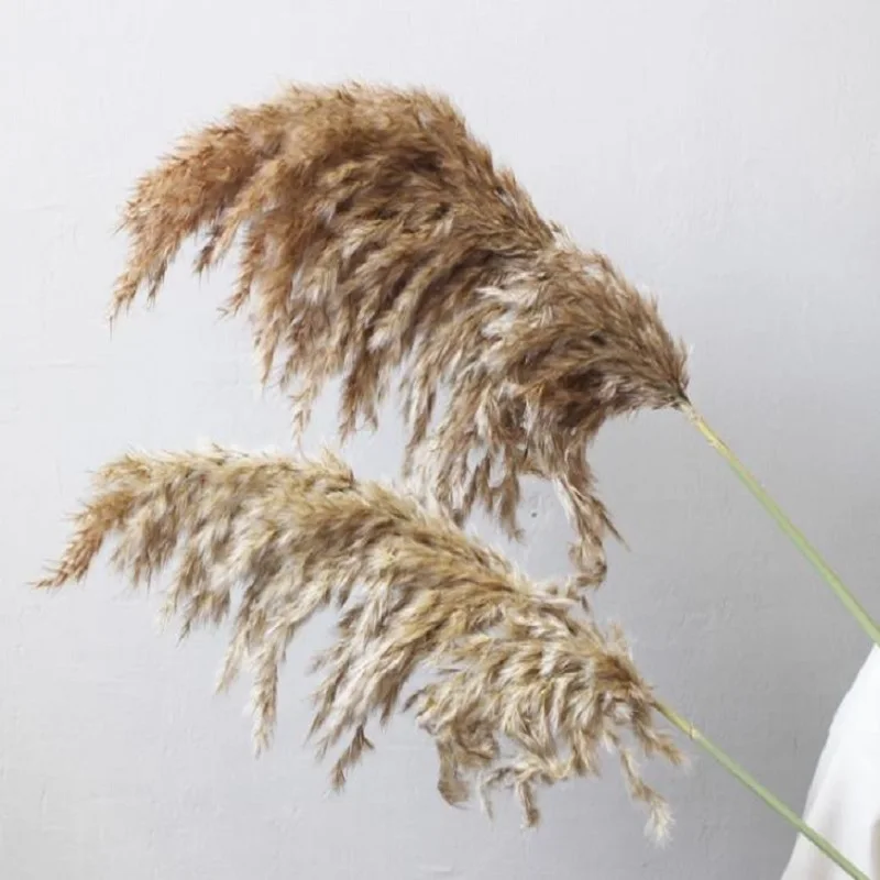 

hot sale 10 pcs 20pcs pampas free shipping real dried pampas grass decor wedding artificial flower bunch natural plants decor
