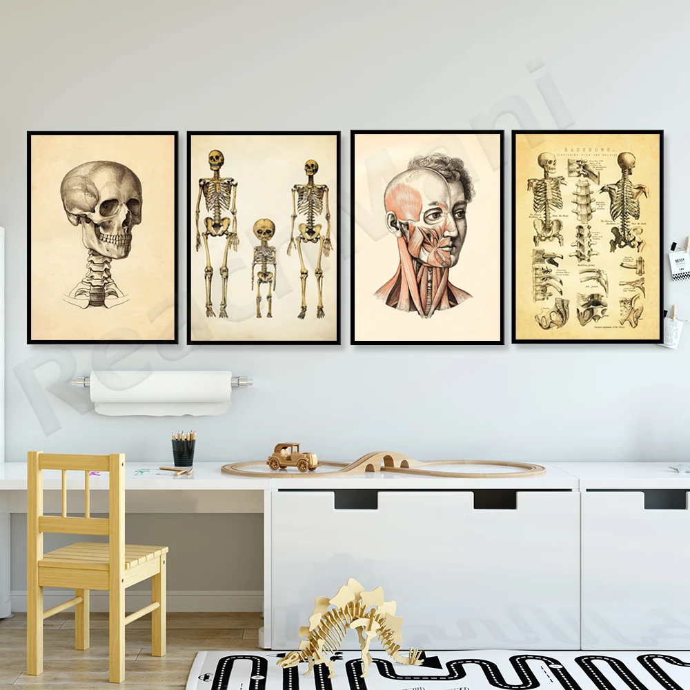 

Orthopedics Bone Prints-Anatomy Print, Bone Skeleton, Muscle-Skull-Spine-Vertebrae-Anatomy-Science-Skeleton-Retro Print Poster