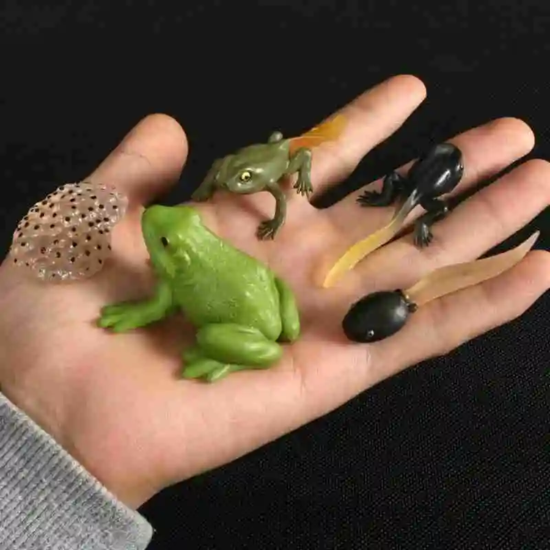 

Simulation Animals Life Cycle Figurines, Frog Ant Mosquito Sea Turtle Chicken Growth Cycle Model Figures toys play set