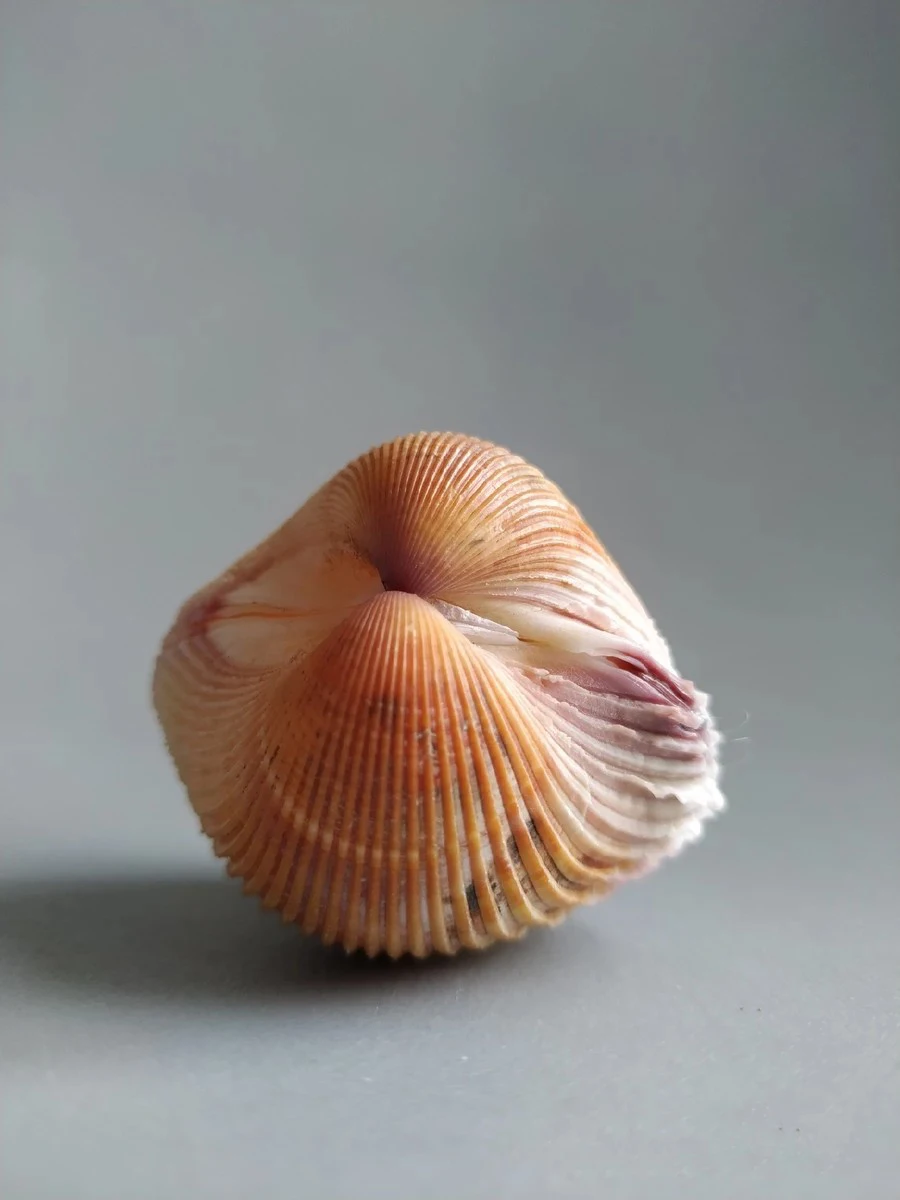 

Natural selection, super rare treasures, collectibles, conch