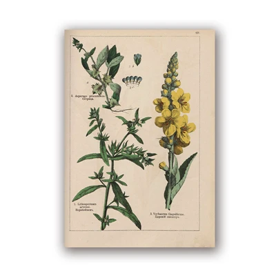 PH5984 Botanical коллекция винтажные плакаты и принты травы 1898s русский язык стены искусства картины холст живопись Домашний Декор стены - Цвет: PH5984