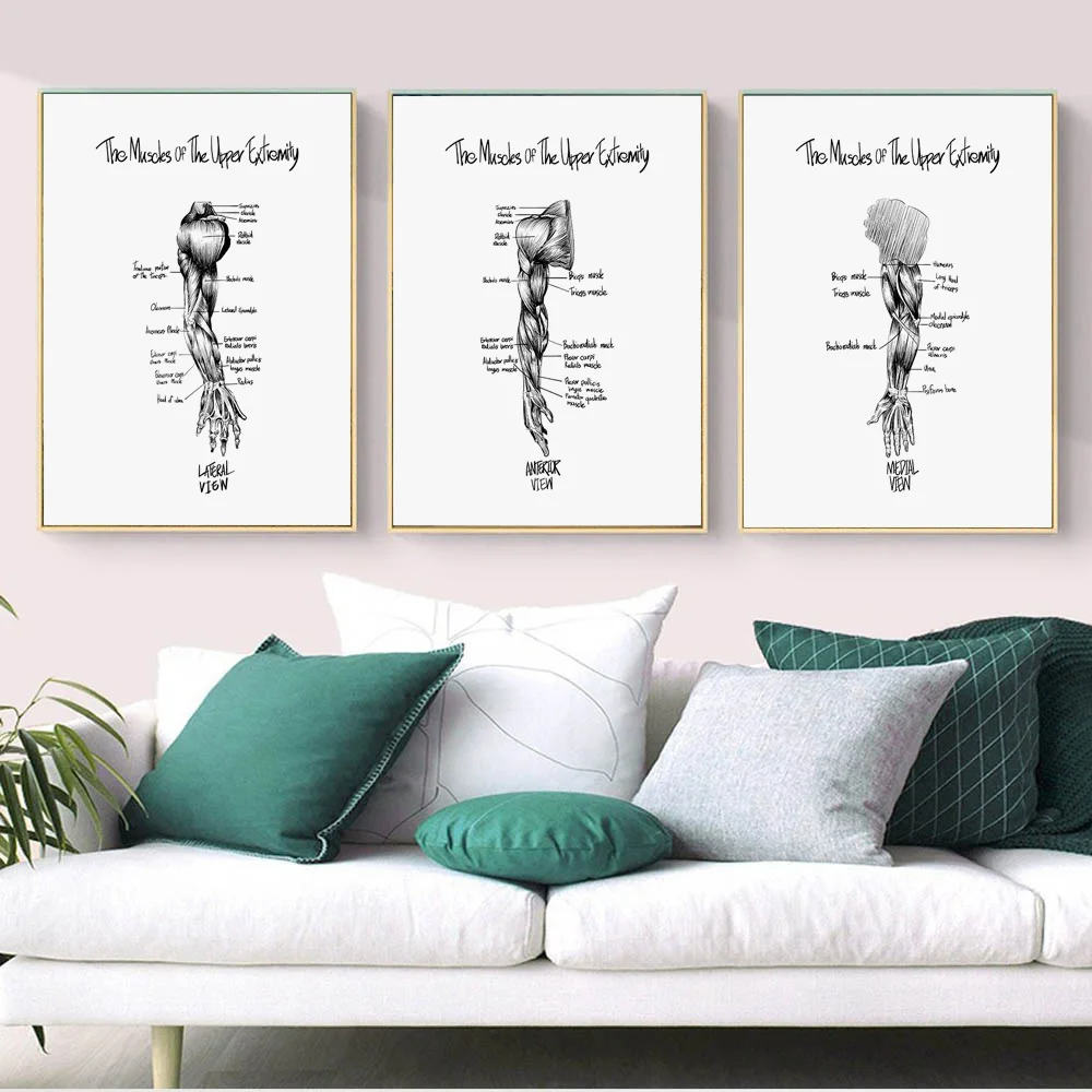 

Black Arm Muscle Anatomy Medical Study Wall Art Canvas Painting Nordic Posters and Prints Wall Pictures for Living Room Decor