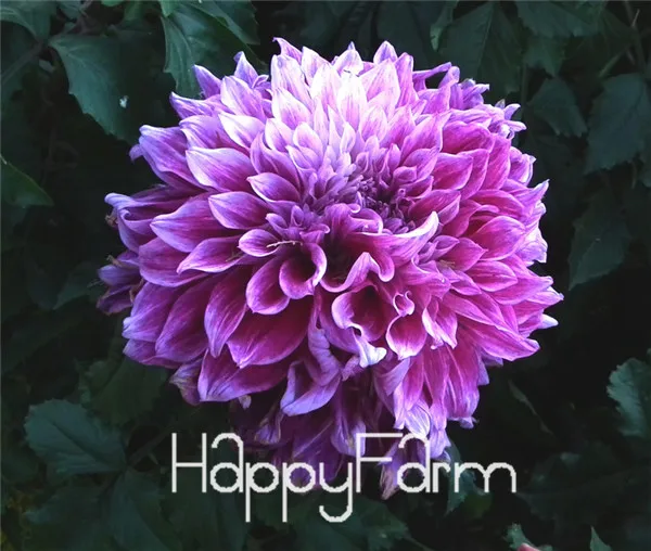 Харди жаростойкий разных многолетние Dahlia цветочных растений, 100 шт./упак., светильник Ароматный сад бонсай,# NSD9SG - Цвет: 6