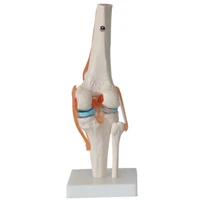 11 lifesize humans skeleton knee joint anatomy models skeleton model with ligaments joint model medical science teaching supply