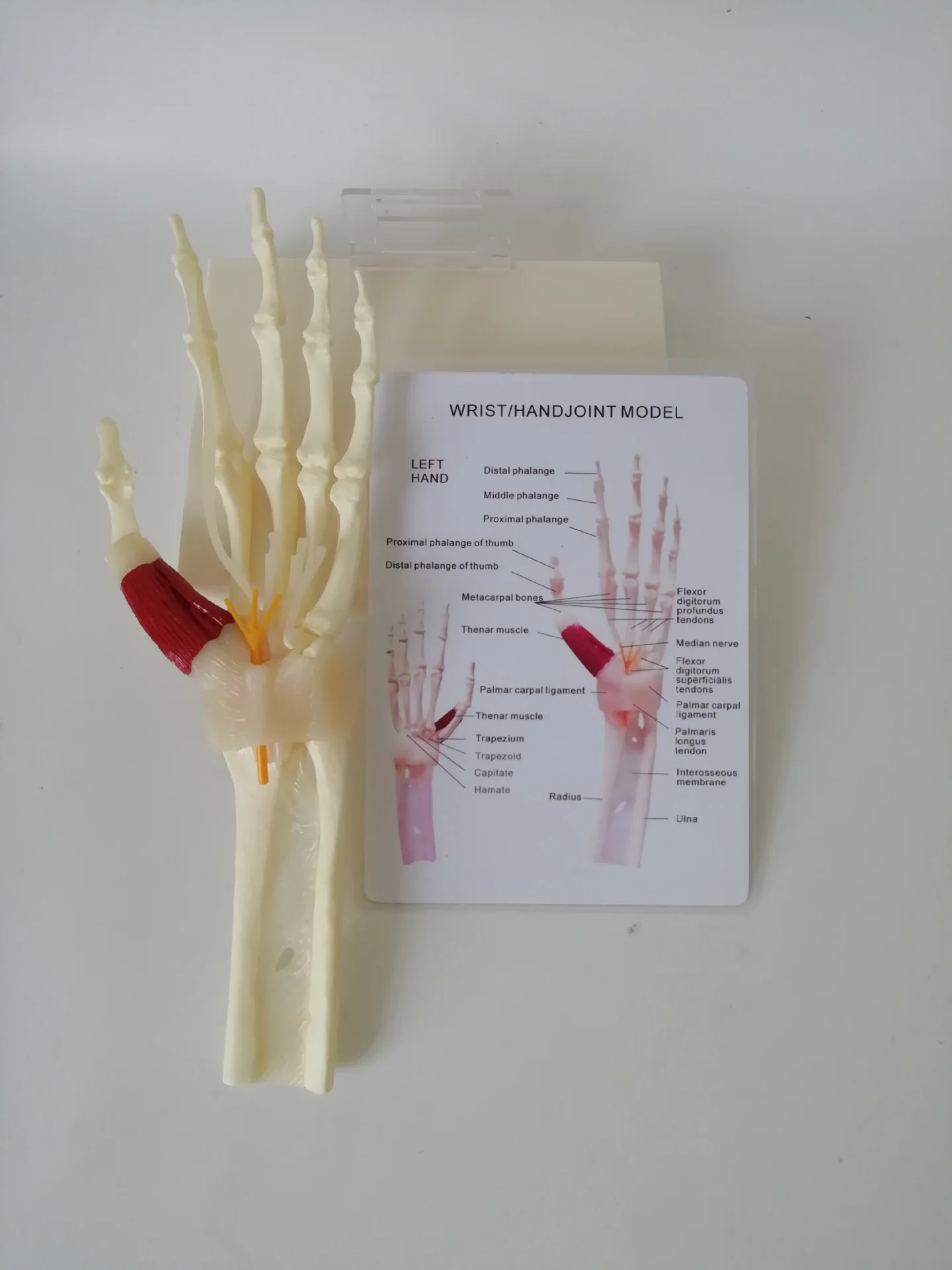 Модель ручного соединения с мышцами сухожилия кости нервы человеческий скелет