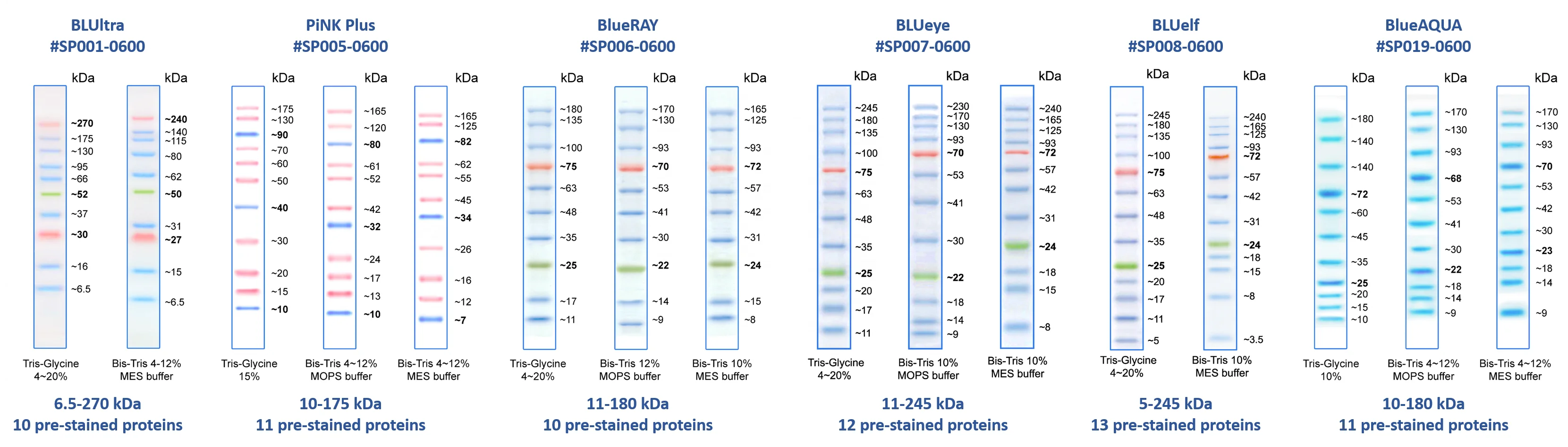 

BLUelf_3.5-245 kDa Prestained protein marker, gel blotting, free shipping
