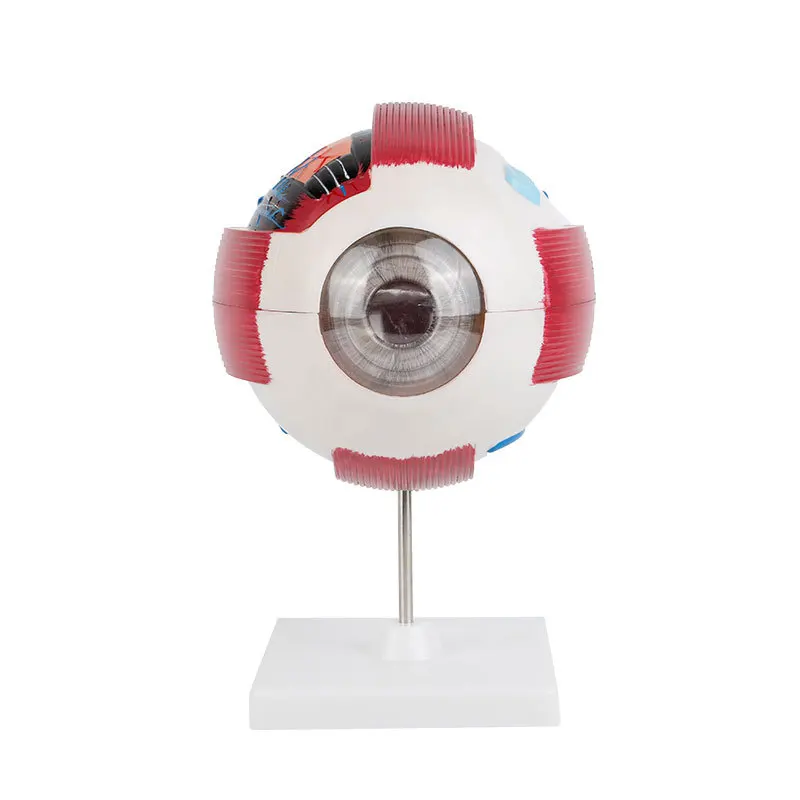 

Human eyeball model 6 times magnification Eyes eyeball structure planing and facial features ophthalmology teaching equipment