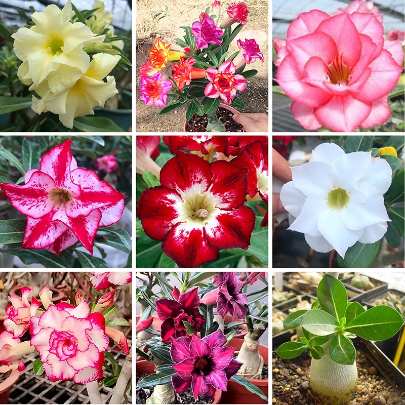 3 шт. ароматические благовония для сада|Сувениры вечеринок| |