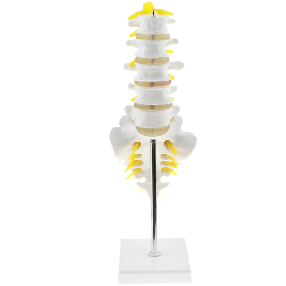 

Anatomical Human Spine Model Consists of 5 Lumbar Vertebrae with Intervertebral Discs Lumbar Nerves and Spinal Cord