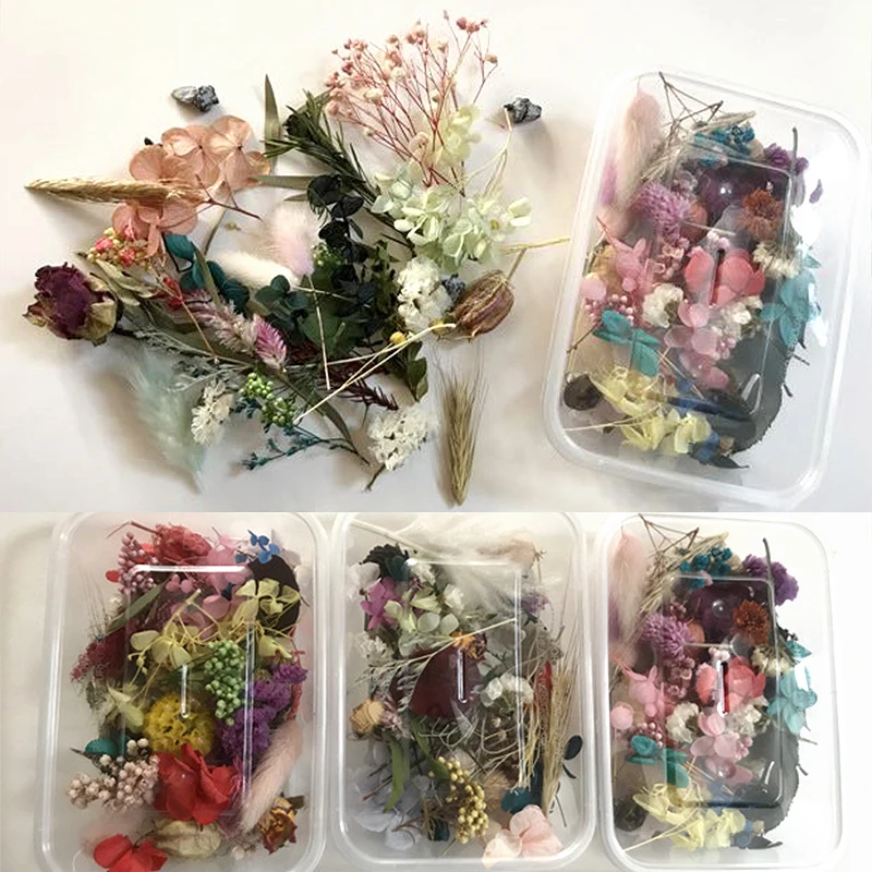 1 коробка красочные настоящие сухие цветы завод солнечной энергии для