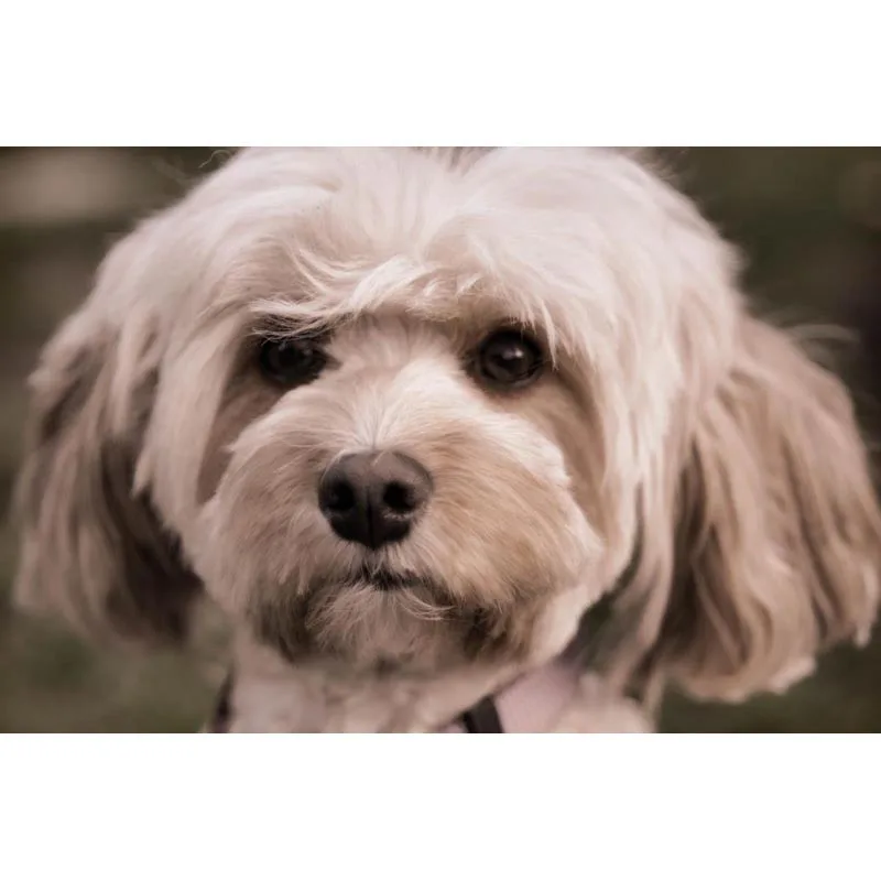 Новинка для взрослых пуделей постер из шелковой ткани Wall Art печати плакатов