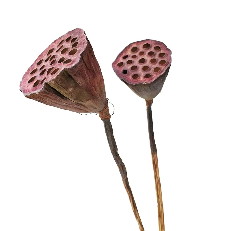 

Stem Naturally Dried Lotus Seedpod Flower For Wedding/Party/ Home Hotel Display Decoration DIY Bouquet Vase Accessory