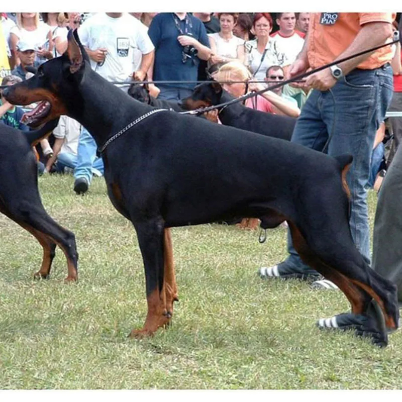 Гладкий плоский ошейник из серебра собачий с цепью пробы кубинскими звеньями для
