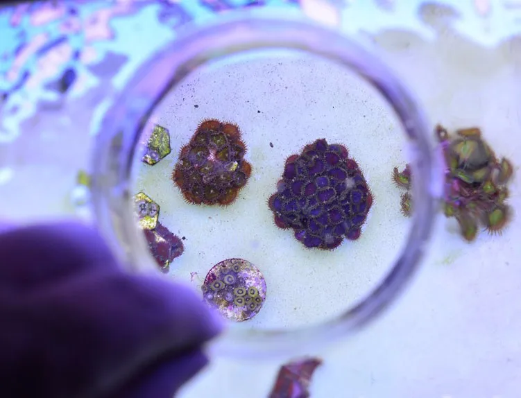 Аквариум морской коралловый риф танк SPS LPS кораллового цвета для поверхности