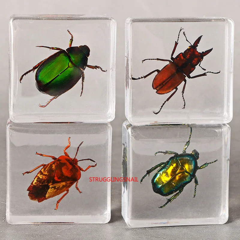 

Taxidermy Collection Home Decor Biological Education Bat Scorpion Butterfly Resin Insect Specimen Home Decoration Accessories