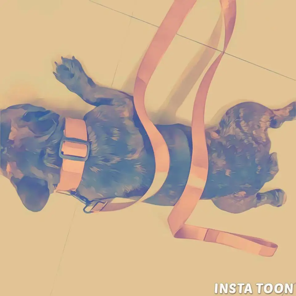 Набор ошейников и поводков для мопса пуделя Schnauzer Prodcut LC0190|Воротники| |