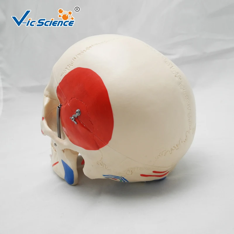 High Quality Life-Size Skeleton Skull with Painted Muscles | Канцтовары для офиса и дома