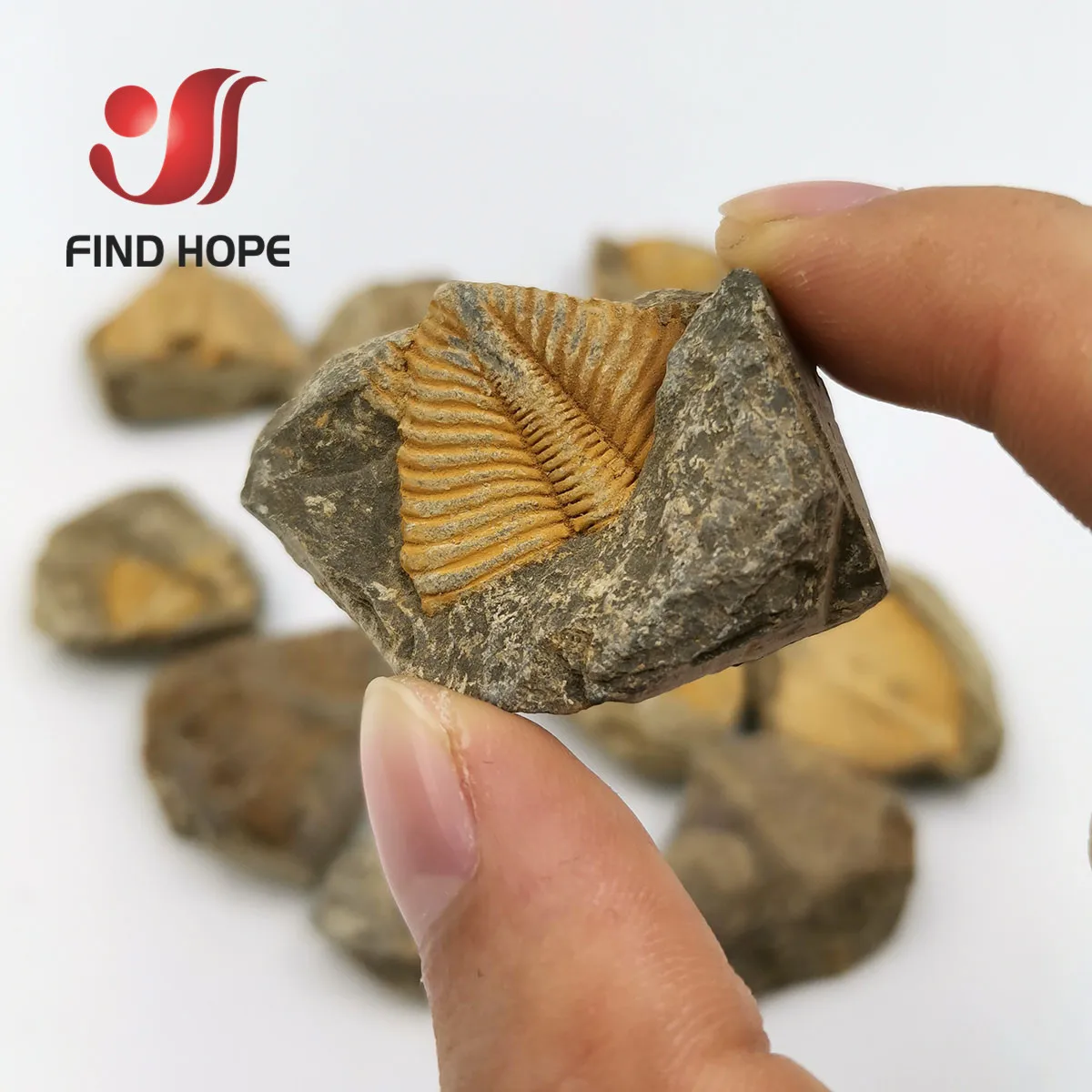 Натуральный трилобитовый хвост ископаемый брахиопор коралл и кончестрака