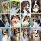 Алмазная живопись Стразы 5D сделай сам с изображением собаки, алмазная вышивка, мозаика, украшение для дома, ручная работа, мозаика, вышивка в подарок