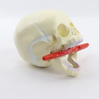11 human fetal baby infant anatomical skull anatomy skeleton model teaching supplies for medical science