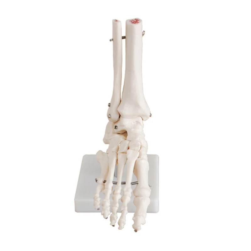 

1:1 Foot Joint Model Foot Skeleton Model Medical Studies Foot Bones Skeletal Model Foot Anatomy Clinic Show Teaching Model