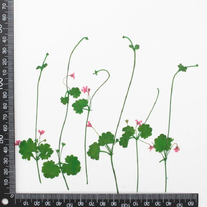 100 шт. прессованный высушенный проломник зонтичный цветочный гербарий для