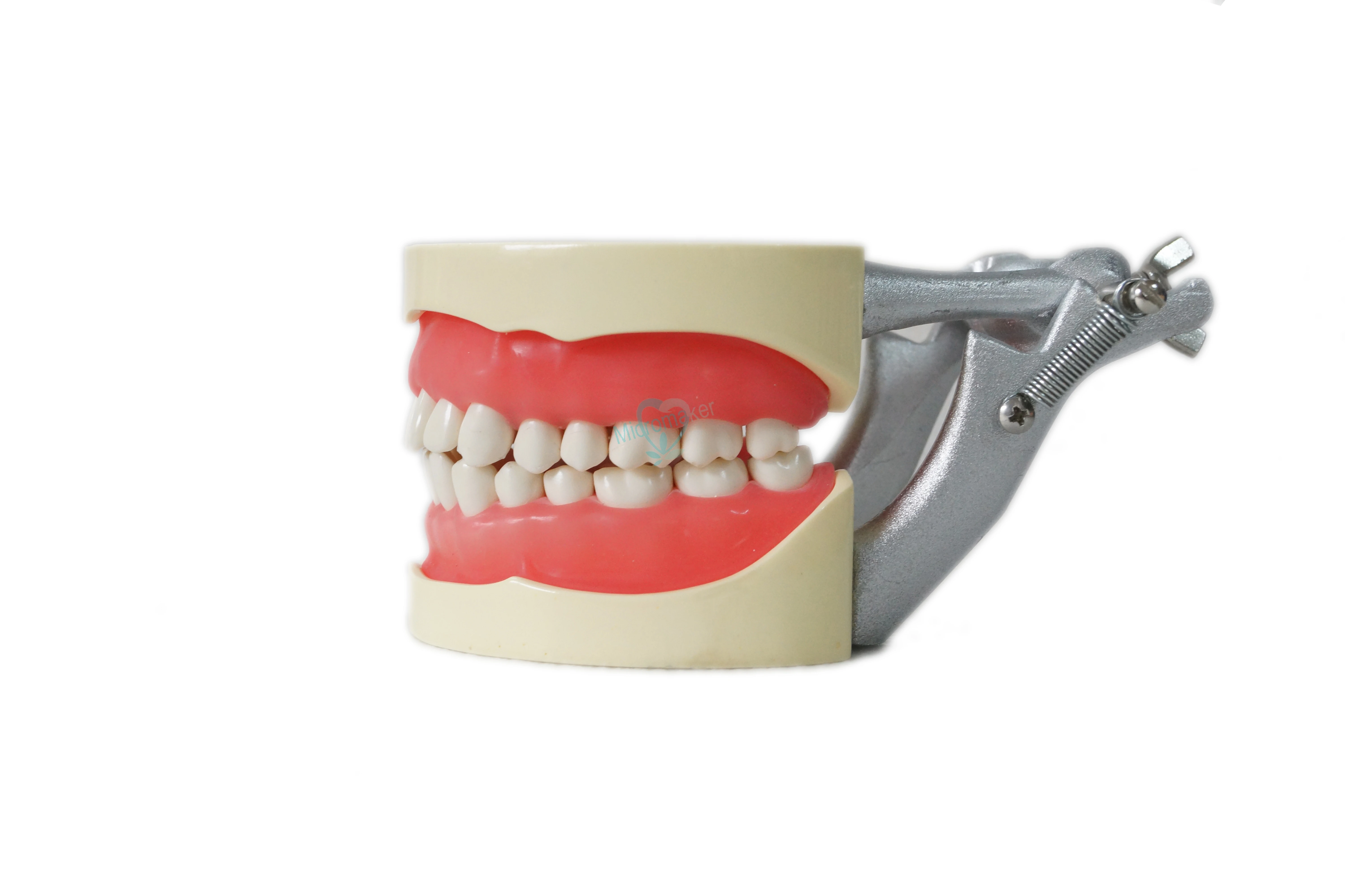 32 шт. обучающая модель зубов зубной обучающий стандарт для взрослых