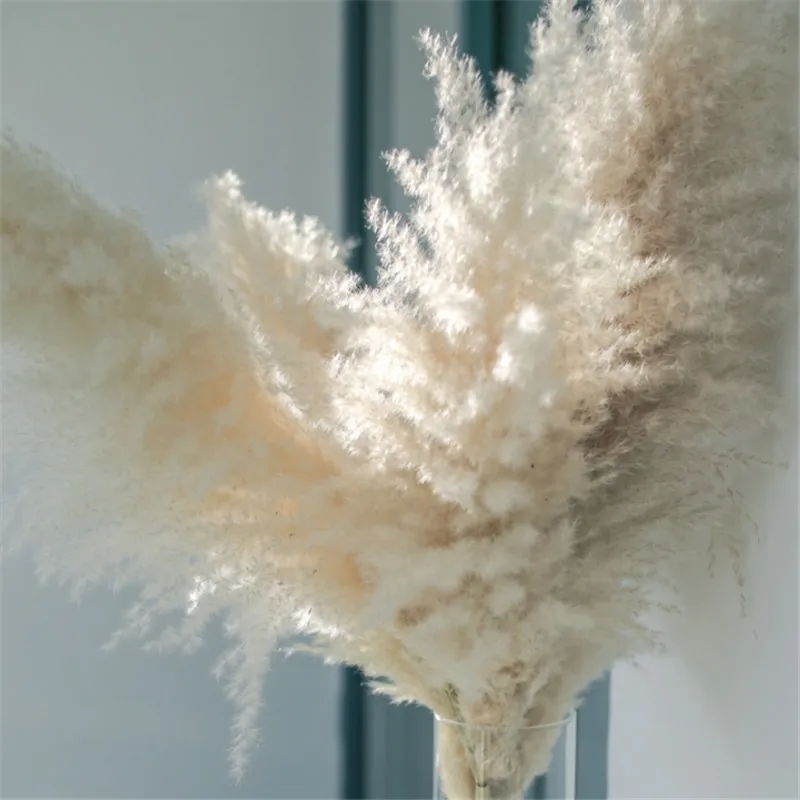 

8pcs Pampas Grass 55 cm Tall Dried Home Decor Ried Reed Dried Flowers Huge Pampas Grass Real Pampas Grass