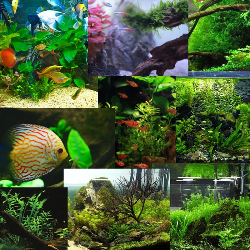 5 г аквариум мгновенный сильный клей для украшения аквариума коралловый мох рок