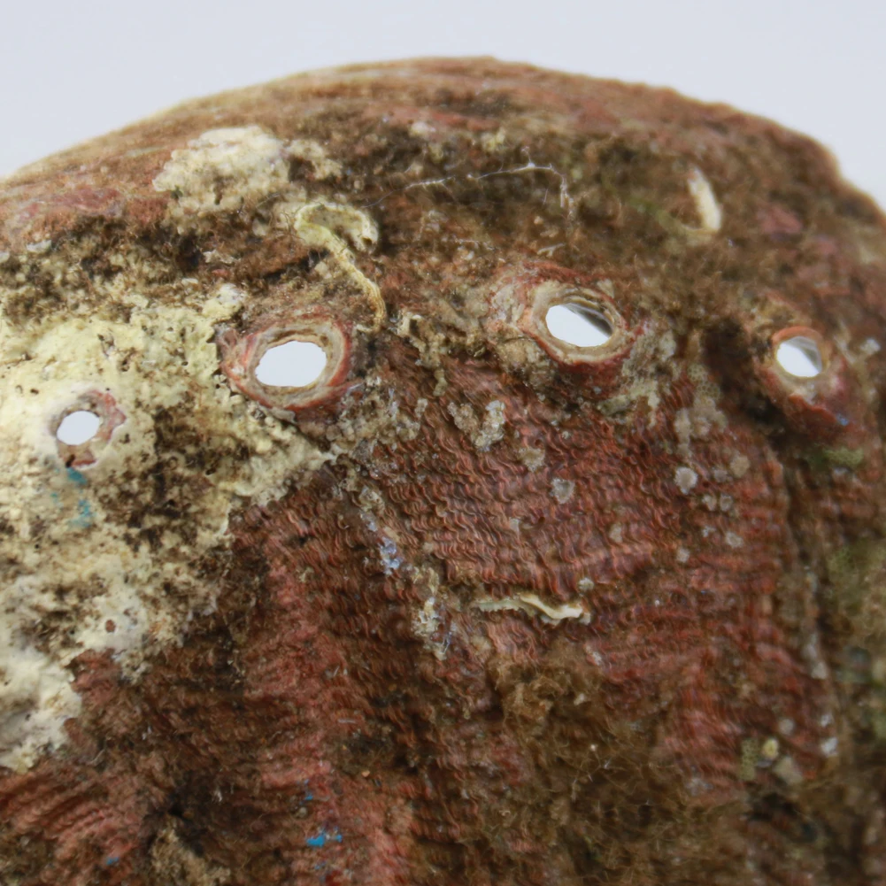 Натуральные ракушки из абалона украшение для дома аквариума ландшафта коробка