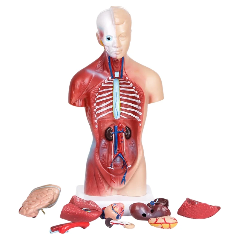 

Human Torso Body Anatomy Model Heart Brain Skeleton School Educational 11Inch