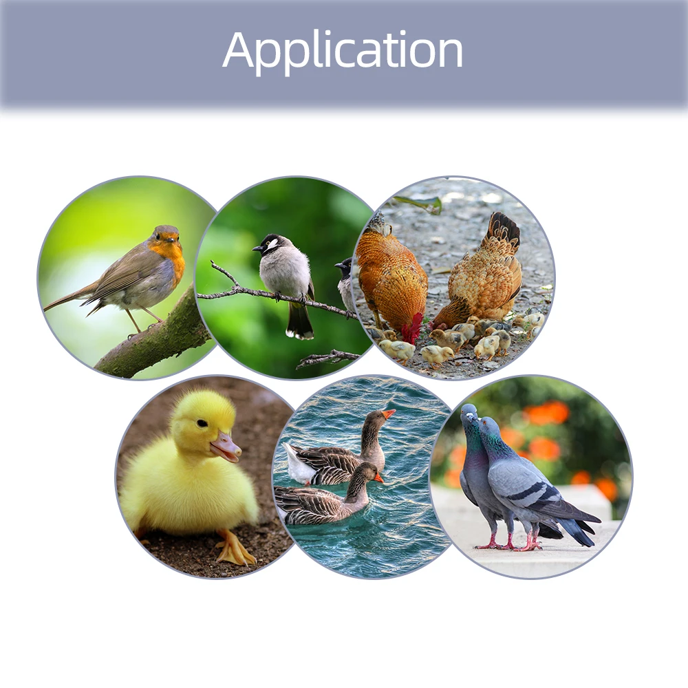 Инкубатор для яиц цифровой автоматический контроллер с термостатом утиных