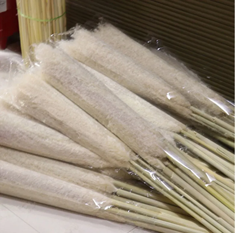 

Pampas Grass Natural Plants Reed Wedding Dried Flowers Modern Christmas Decor Home Decoration Accessories Flores Secas Navidad