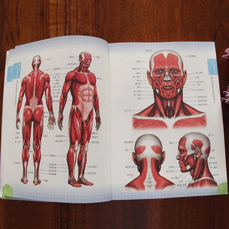 Human Anatomy Sketch Drawing Techniques Encyclopedia Anime Body Structure Teaching Painting Books Hand Book |