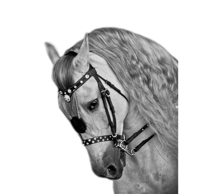 

Racecourse horse buckle horse bridle horse water rein horse equestrian supplies horse rope