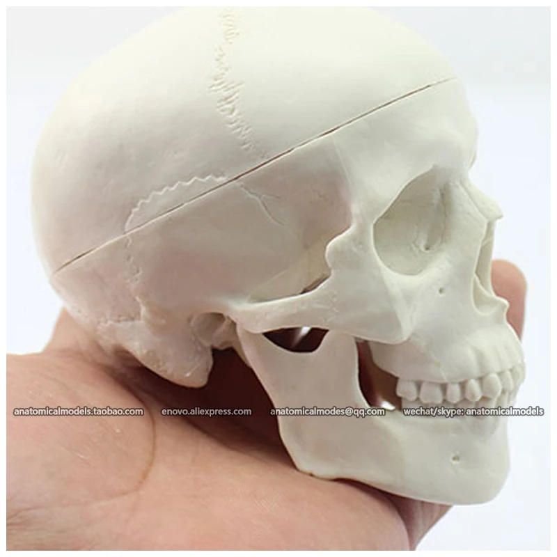 12334/ENOVOMODEL маленький череп Мини 3 части человеческий CMAM|anatomical skull|anatomical skull modelmini |