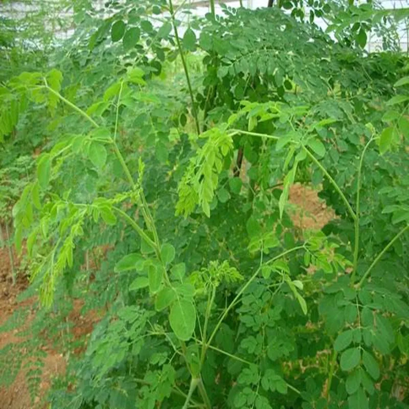 50pcs-1000pcs 99% High Germination Rate Moringa Oleifera It Can Be Planted and Eaten Free Shipping | Красота и здоровье