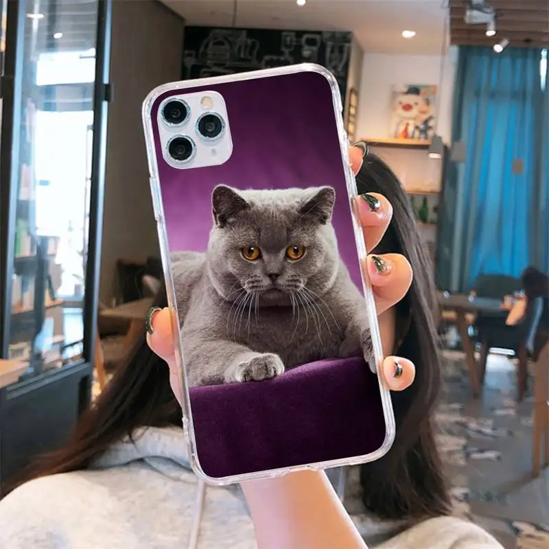 

Webbedepp British Shorthair cat Phone Case Transparent for iPhone 6 7 8 11 12 s mini pro X XS XR MAX Plus cover funda shell