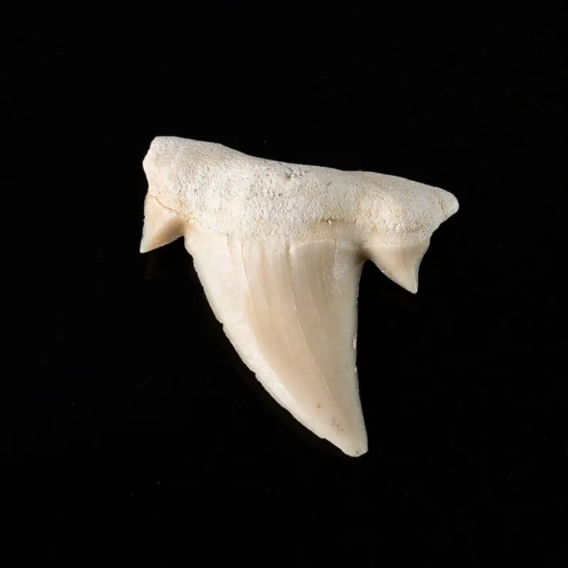 Природный камень Megalodon ископаемый зуб украшение природная морская биология