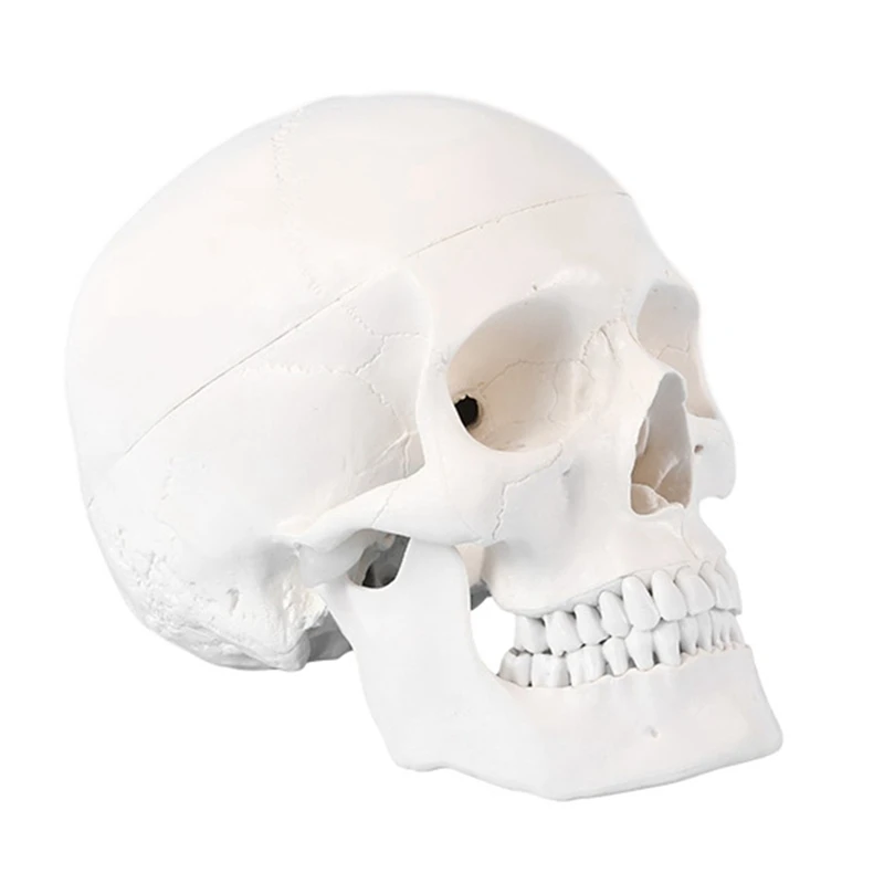 

Teaching Model 1:1Life Size Adult Human Skull Model White Removable Skull for Teaching Students