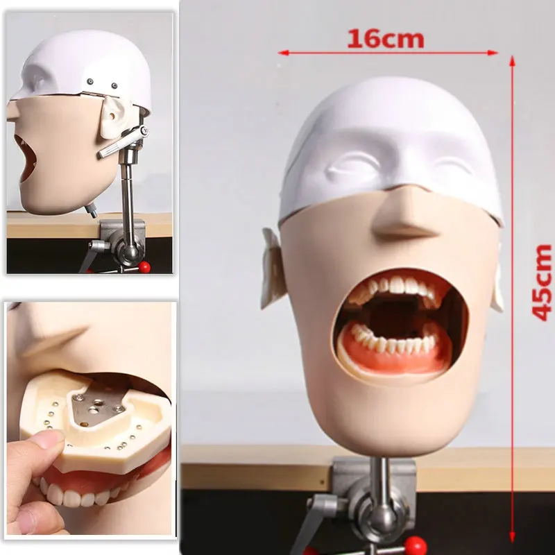 

High quality New Stainless Steel Head Model Dental Manikins Phantom Dental Training Simulator Medical Science Model