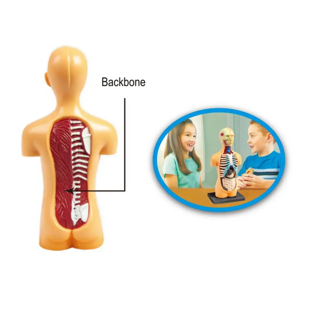 Модель тела человеческого торса модель органического медицинского внутреннего