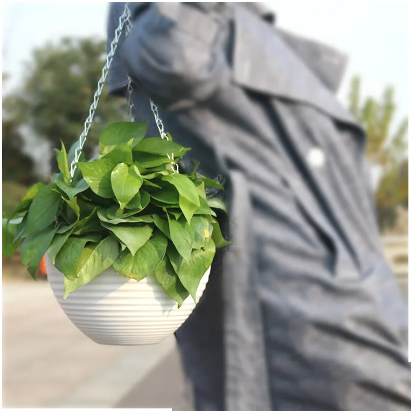 2 шт. круглые каучуковые растения | Дом и сад