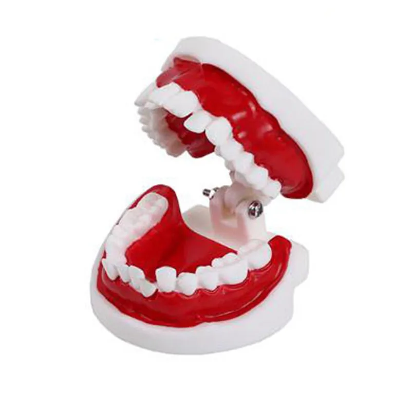 ly55 Plastic White Staggered Dental Teeth Model