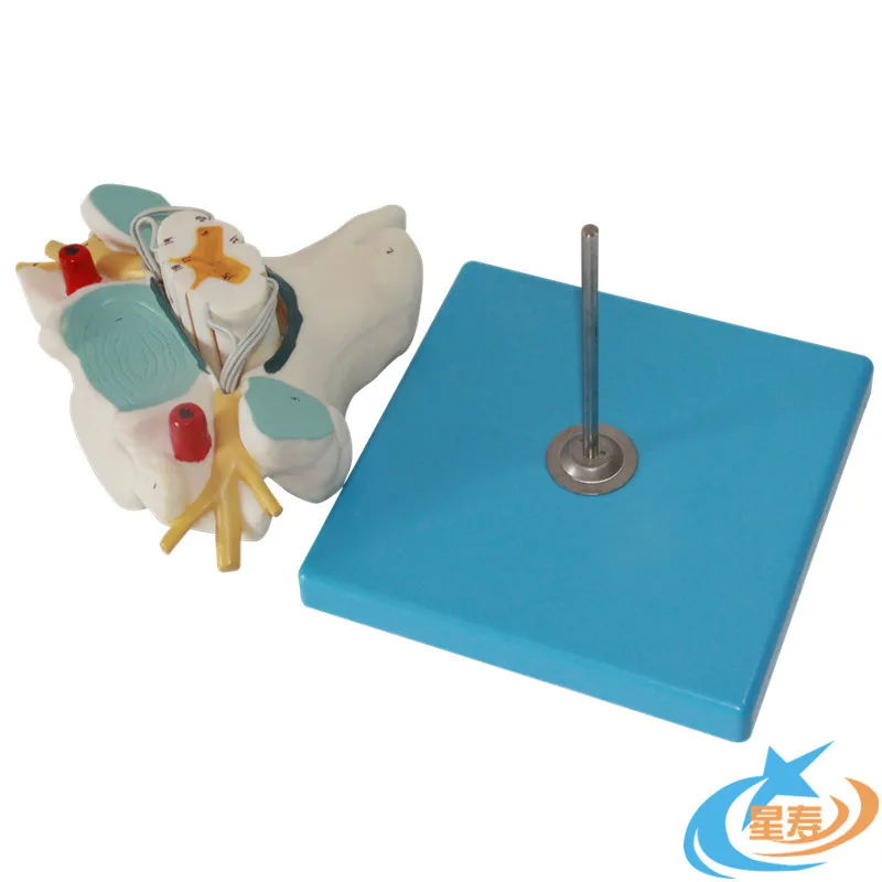 Анатомия человека из пвх увеличивает шейный позвоночник и спинномозговой нерв