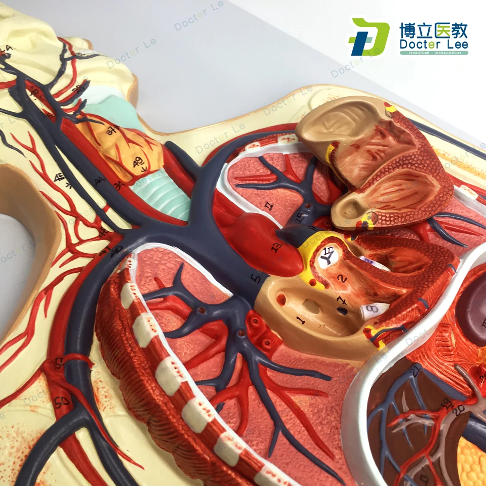 Модель системы кровообращения человека легких сердечно-сосудистой