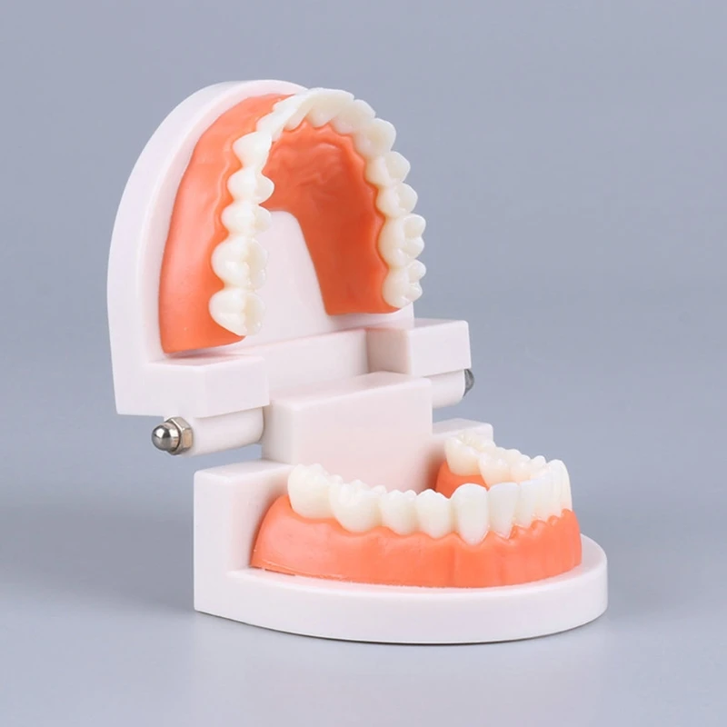 Standard Teeth Model Adult Standard Typodont Demonstration Denture Model Compatible w/ Kids Dental Teachig Clean Display