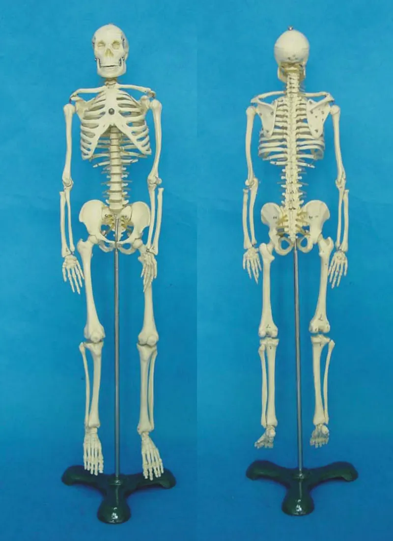 

Medical Standard 65cm Human Body Skeleton Model Manikin Hi-Q Medical esqueleto Medical Anatomy Human's Skeleton Bone Model