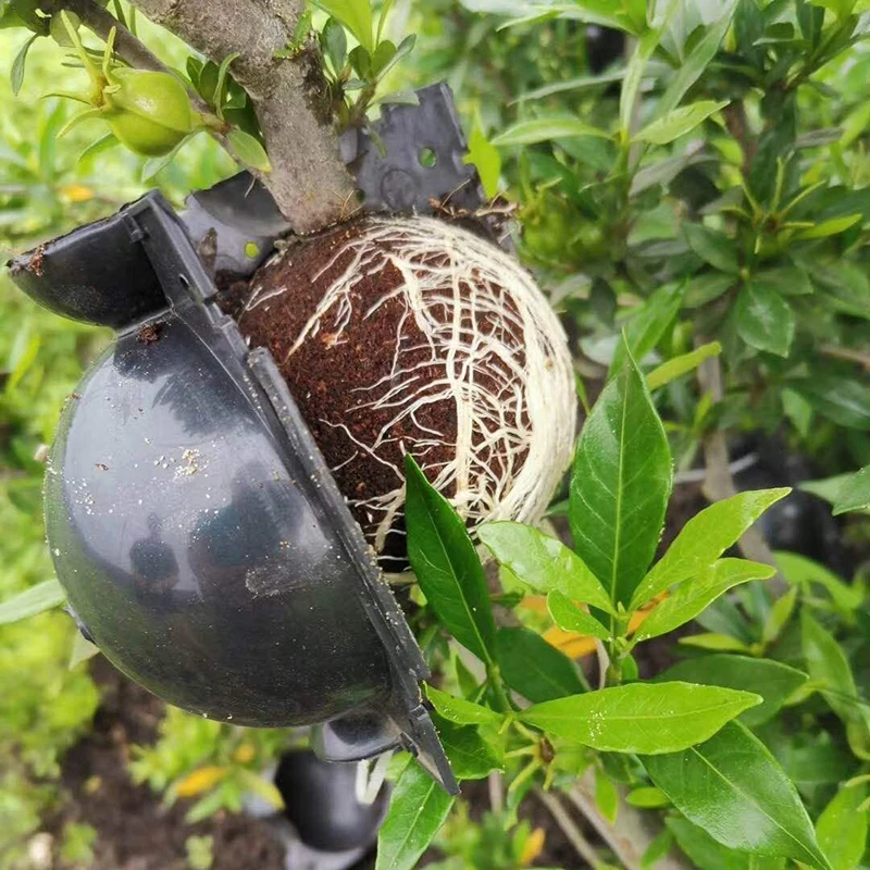 5 шт. завод укоренения мяч прививки гроубокс разведение чехол корня завода для