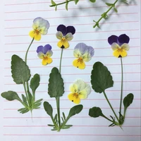 60pcs dried pressed pansy corydalis suaveolens hance flowerleaves plants herbarium for jewelry postcard bookmark candle craft